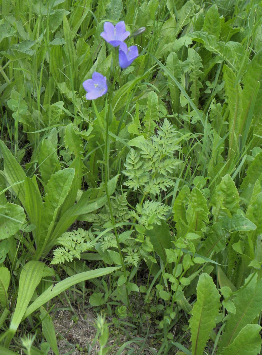 Campanula rhomboidalis / Campanula romboidale